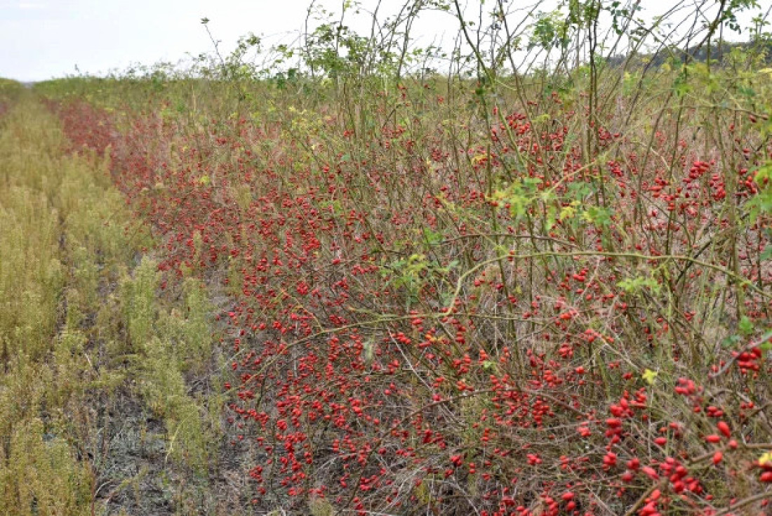 Šipak za Nemce: Evo kako Vojvođani naplaćuju svoju formulu (FOTO)