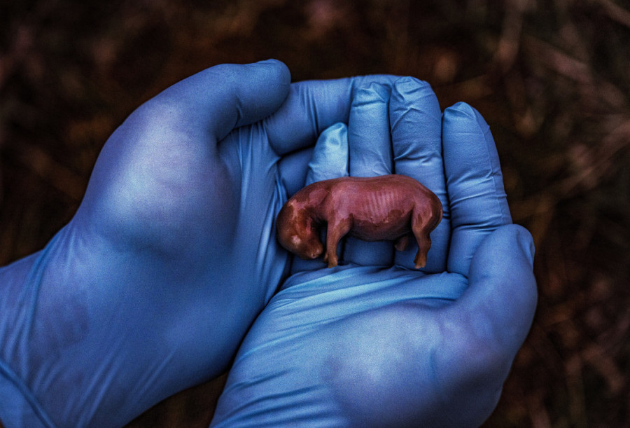 "U Srbiji me oduševio ajvar, sada ga i sama pravim": Ejmi Vitale je žena koja menja svet, a njen objektiv i u tami nađe svetlo (FOTO)