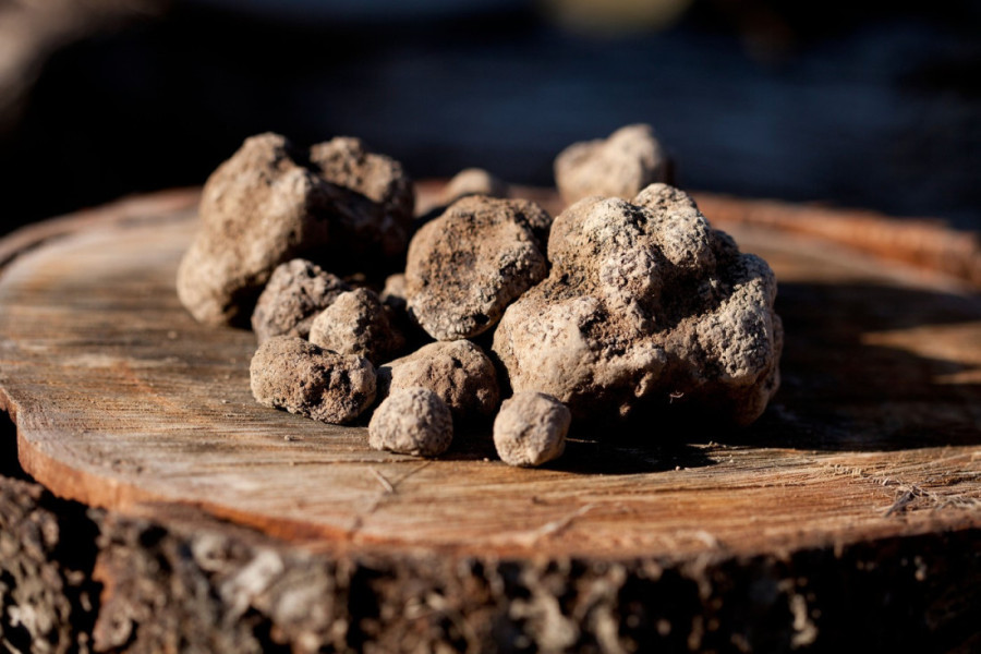 Berba tartufa u Srbiji uveliko u jeku: Evo koliko može da se zaradi od njih!