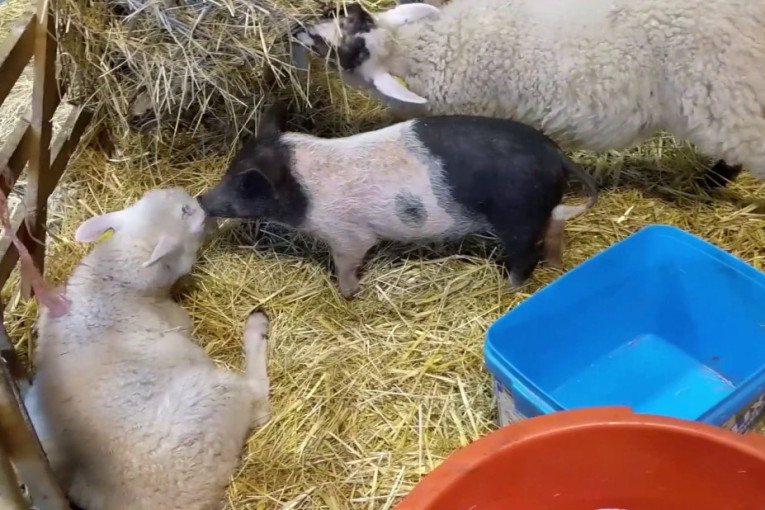 Podvig, i svi im sad zavide! Evo šta su uradili paori iz Banata i napravili - raj (FOTO)