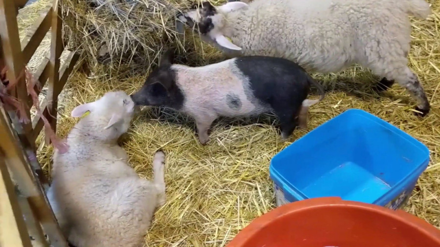 Haos na tržištu stoke! Prasići skuplji, telad pojeftinila - farmeri na mukama!