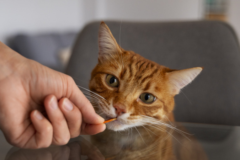 Vaša mačka ne prede? Evo kako da znate kada je vreme za posetu veterinaru