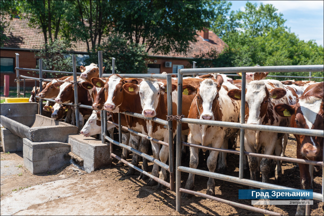 Podvig, i svi im sad zavide! Evo šta su uradili paori iz Banata i napravili - raj (FOTO)