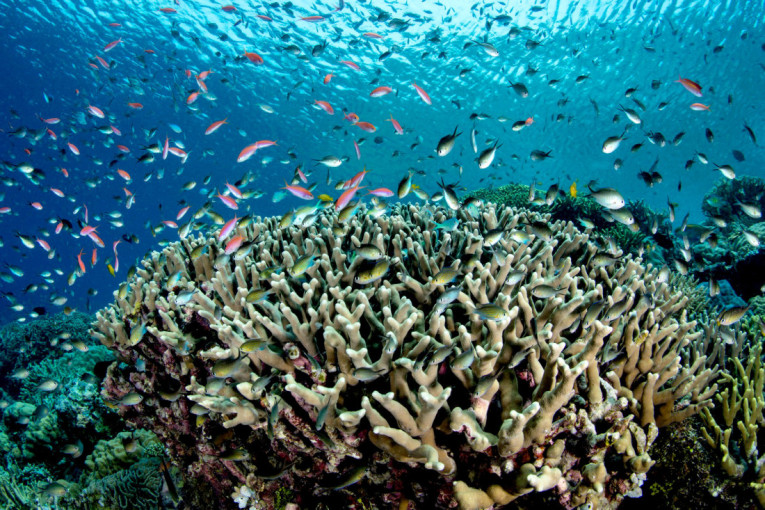 Najveće živo biće na planeti se nalazi u Tihom okeanu, duže je od 30 metara i potiče iz Napoleonovog vremena (VIDEO)
