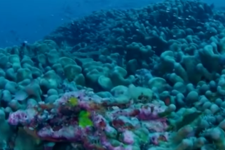 Najveće živo biće na planeti se nalazi u Tihom okeanu, duže je od 30 metara i potiče iz Napoleonovog vremena (VIDEO)