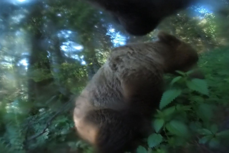 Za 6.000 dinara možete da posmatrate medveda na Tari: Evo šta se dešava sa novcem ako se ne pojavi! (FOTO)