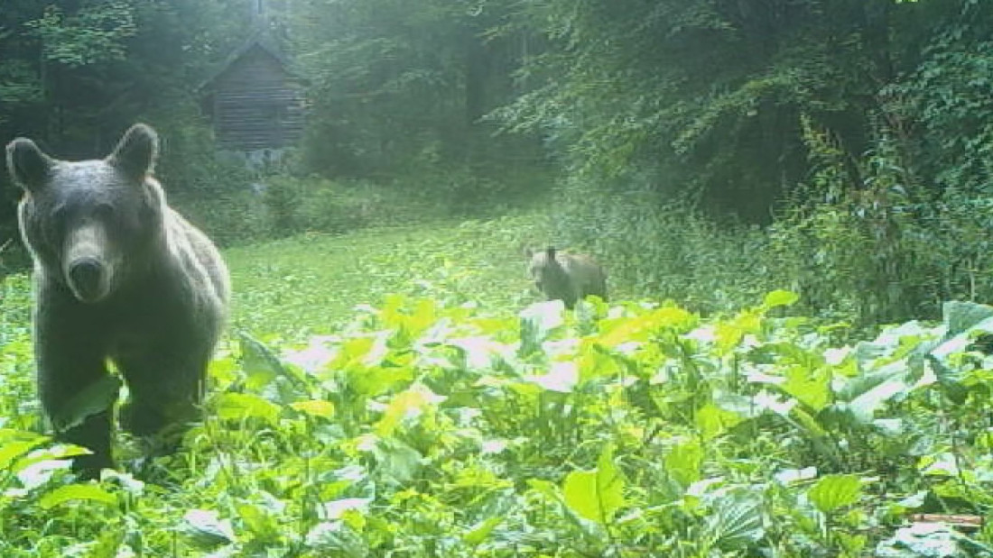 Za 6.000 dinara možete da posmatrate medveda na Tari: Evo šta se dešava sa novcem ako se ne pojavi! (FOTO)