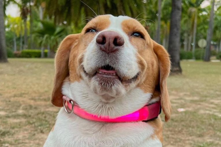 Pogled koji govori: "Roditeljstvo je užasno!" Labrador koji nije srećan što čuva štence nasmejao internet (VIDEO)