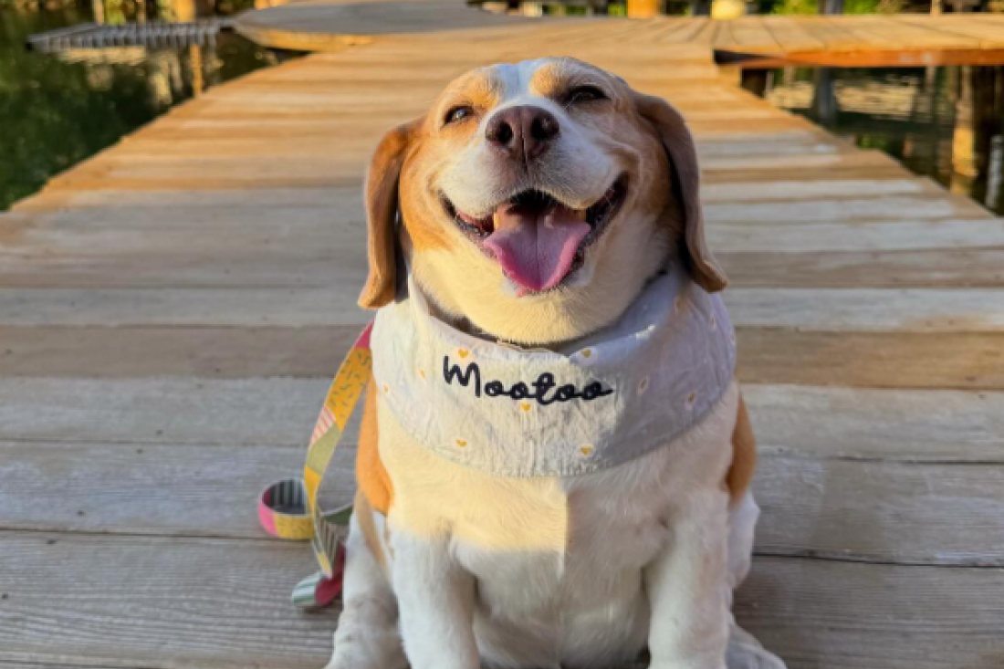 Starija kuca čudesno se oporavila nekoliko minuta pre eutanazije: “Ustala i tražila hranu, bila je pravo čudo” (VIDEO)