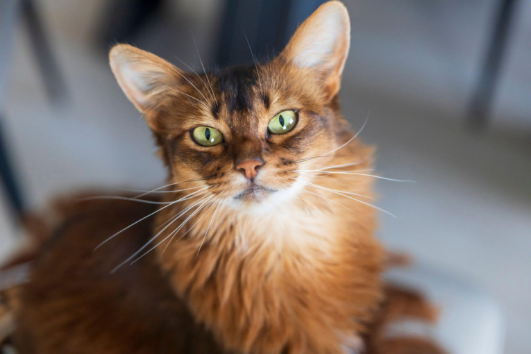 Sedam "ludih" stvari koje mačke rade, a iza kojih stoji potpuno logično objašnjenje