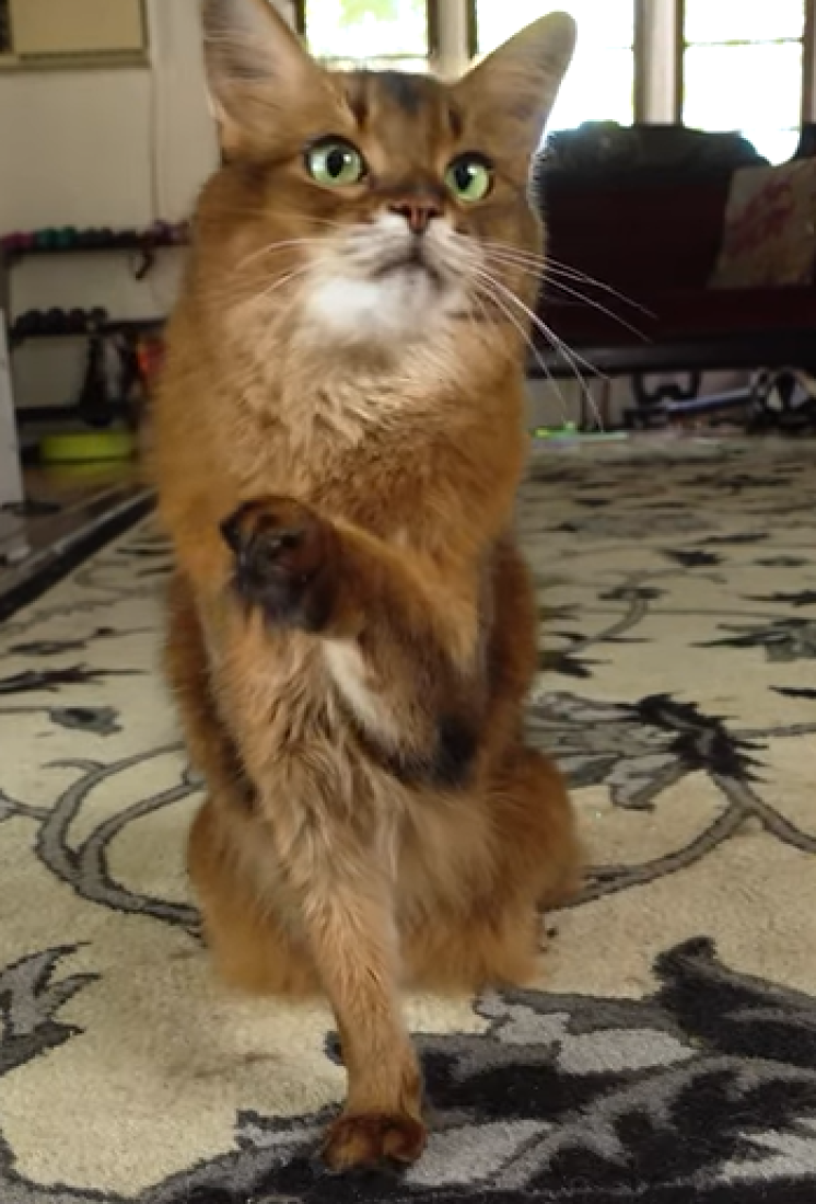 Neodoljiva, pametna i uvek radoznala: Neobična mačka koja je odlična za prave avanturiste