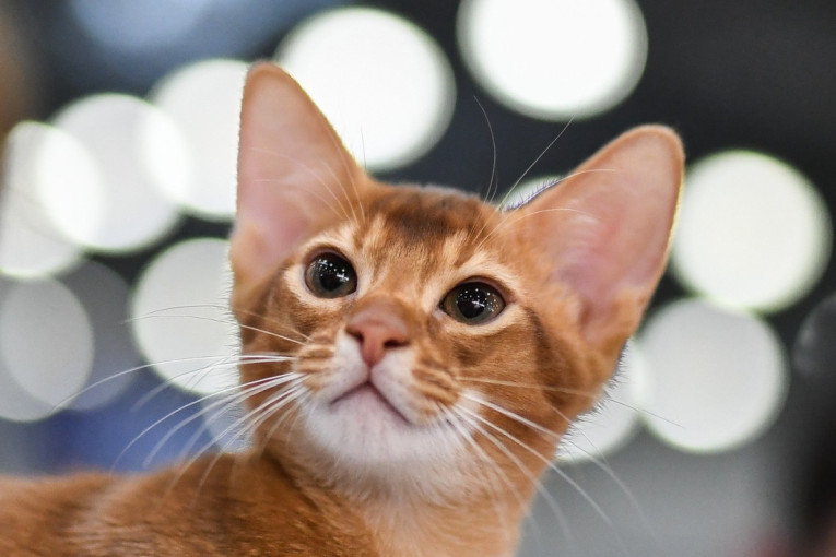 Neodoljiva, pametna i uvek radoznala: Neobična mačka koja je odlična za prave avanturiste