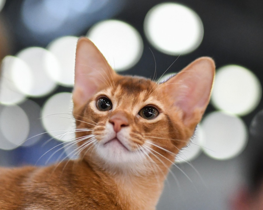 Zašto su narandžaste mačke skoro uvek mužjaci? Genetika krije svoje tajne