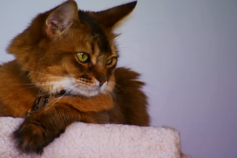 Neodoljiva, pametna i uvek radoznala: Neobična mačka koja je odlična za prave avanturiste