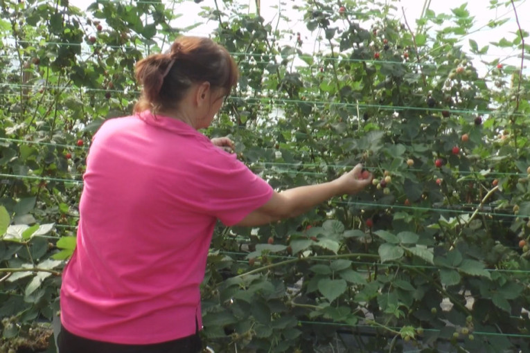 Porodica Radosavljević prevarila vreme: Kod njih maline i kupine rađaju do Božića!