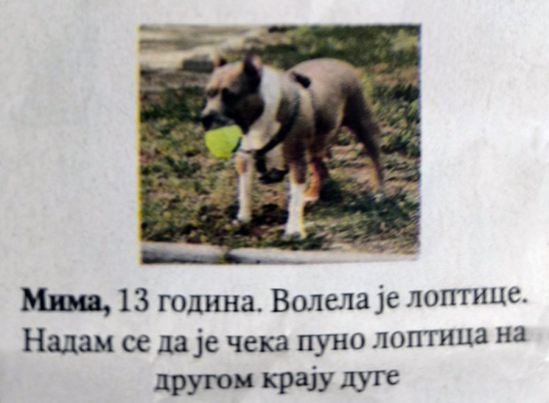 U novinama osvanule "čitulje" za kućne ljubimce! Poslednji pozdrav za Megi, Mimu, Saru i Tifani (FOTO)