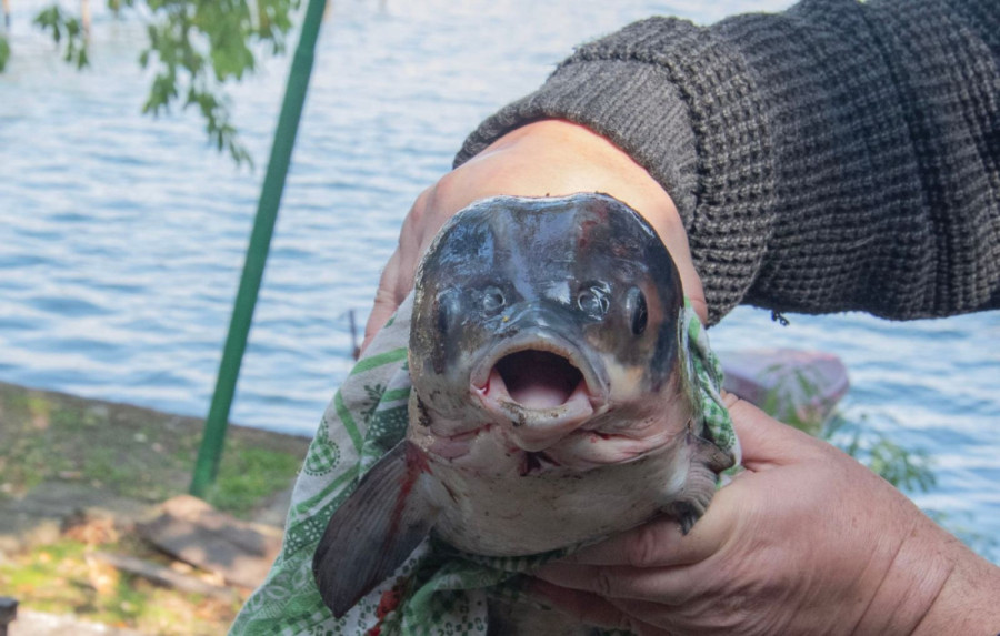 Nikad niste videli ništa slično! Riba čudne glave koja podseća na psa ulovljena na Dunavu?!  (FOTO)
