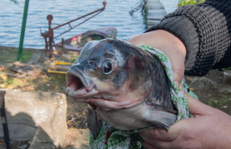 Nikad niste videli ništa slično! Riba čudne glave koja podseća na psa ulovljena na Dunavu?!  (FOTO)