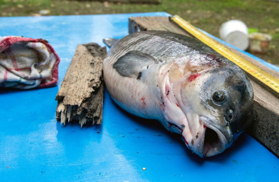 Nikad niste videli ništa slično! Riba čudne glave koja podseća na psa ulovljena na Dunavu?!  (FOTO)
