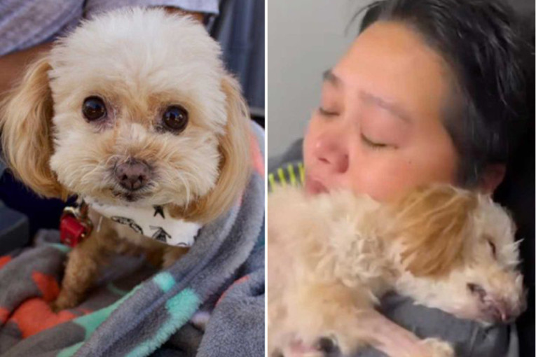 Raznežili su sve: Zahvaljujući smrdljivim čarapama starac (93) pronašao svog nestalog psa (VIDEO)