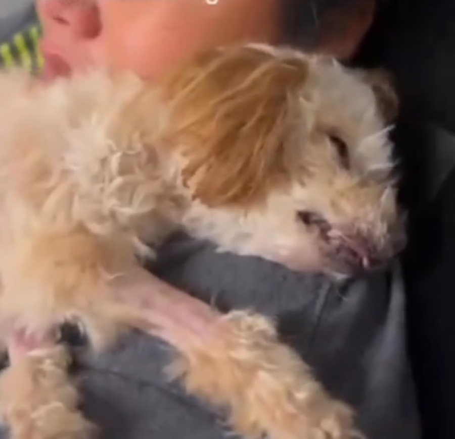 Starija kuca čudesno se oporavila nekoliko minuta pre eutanazije: “Ustala i tražila hranu, bila je pravo čudo” (VIDEO)