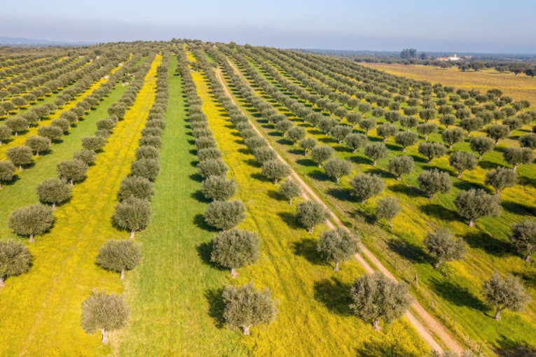 Pravi izbor za hedoniste: Otkrijte zanimljiv deo Portugala koji krase kamena sela i maslinjaci (FOTO)