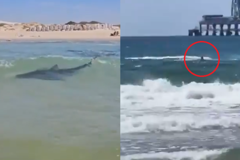 "Bezopasna" ajkula ubila čoveka: Snimljen ceo napad, ovako je izazvao morsku zver (VIDEO)