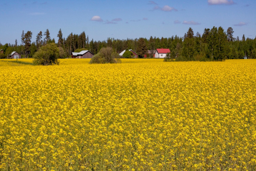 Suša ugušila uljanu repicu: Hiljade hektara preorano, zemlja treba kišu
