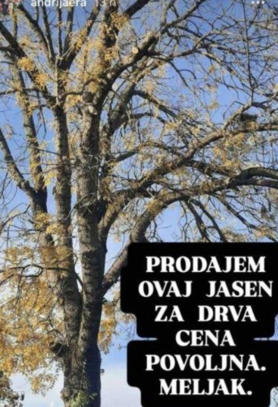 Era Ojdanić prodaje drva! Pevač batalio estradu, posvetio se domaćinstvu