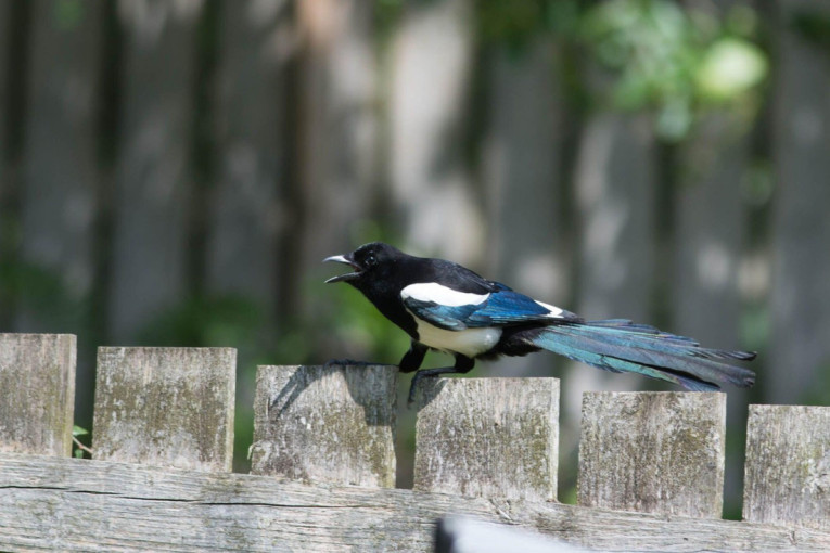 Jak zemljotres pogodio Rusiju
