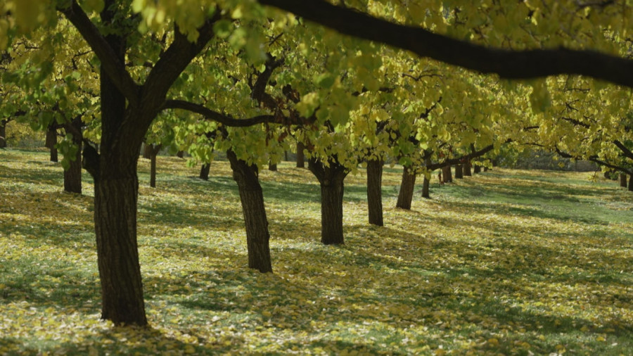 Cveta voće kad mu vreme nije, a mrazevi sve desetkuju: Aleksandar od 20 tona ubrao samo 20 kilograma kajsija!