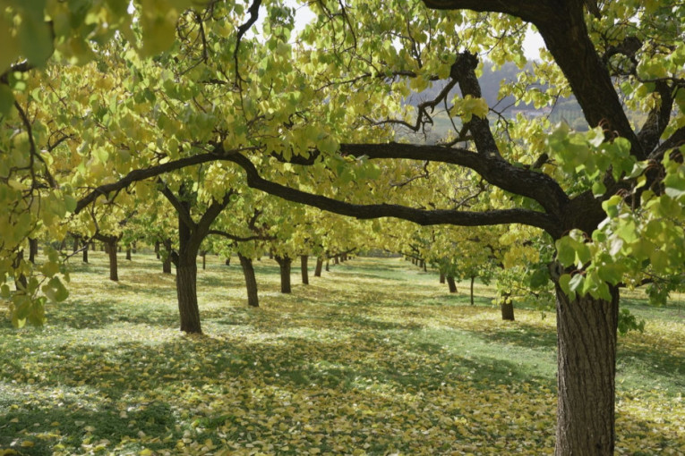 Izmenjene trase autobusa zbog pucanja cevi kod KBC Zemun