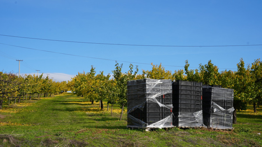 Cveta voće kad mu vreme nije, a mrazevi sve desetkuju: Aleksandar od 20 tona ubrao samo 20 kilograma kajsija!