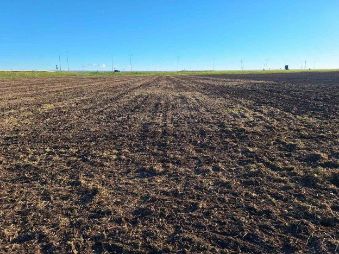 Čudo u Subotici! Oživeli konji i plug, vraća se čuveni bankutu (FOTO)