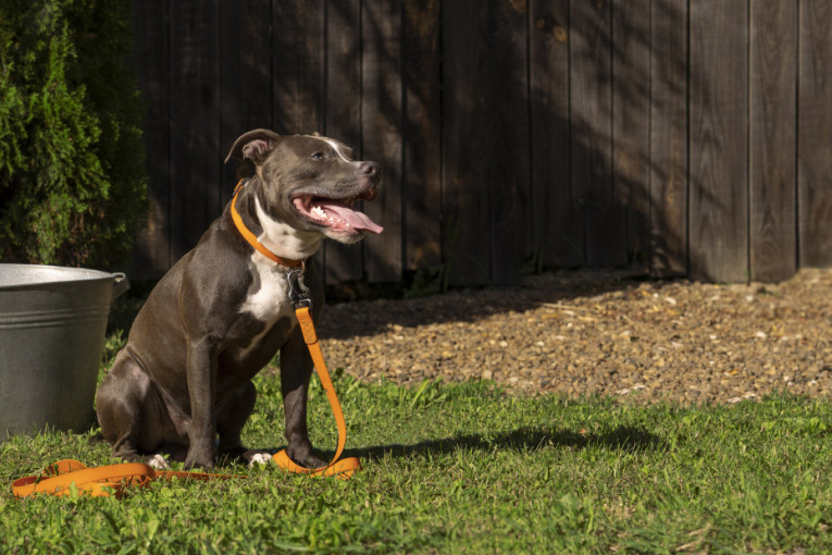 Zašto se psi iznenada “ukopaju” u mestu i odbijaju da se pomere? Otkrijte razlog i rešite ovaj problem