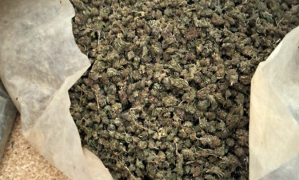 Provaljen dilerski štek: Na njivi marihuana spremna za prodaju