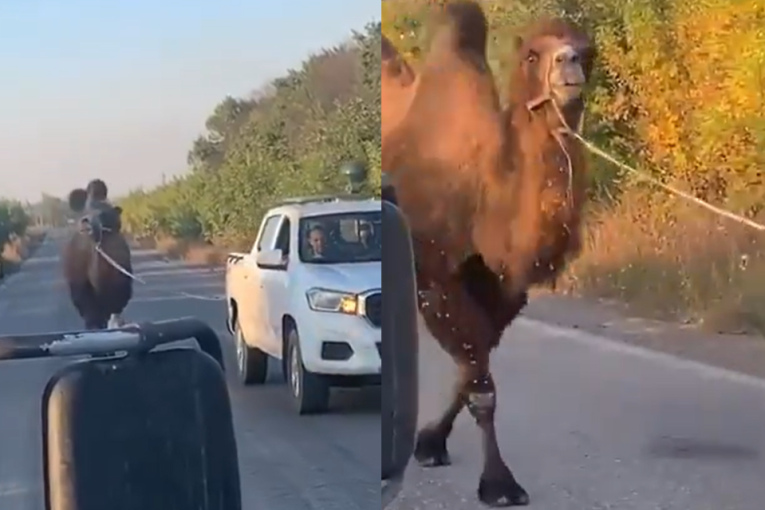 Ukrajinci uhvatili kamilu na frontu: Rusi je koristili u napadima, vraćaju se starim taktikama? (VIDEO)