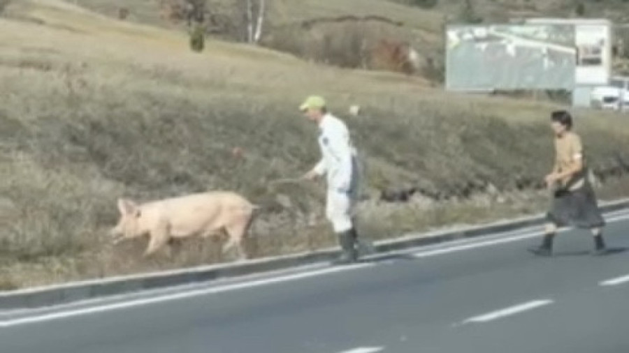 Hit scena na Zlatiboru: Krmača pobegla na magistralu, vlasnik prutićem pokušava da je vrati! (FOTO)