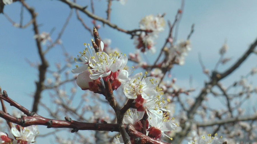 Velike vrućine i velike muke: Nije isto bilo raditi leti pre 20 godina i sada, Darko zbog klimatskih promena ima sve manje prinosa