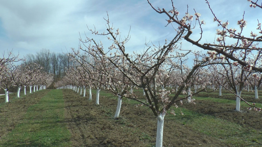 Velike vrućine i velike muke: Nije isto bilo raditi leti pre 20 godina i sada, Darko zbog klimatskih promena ima sve manje prinosa