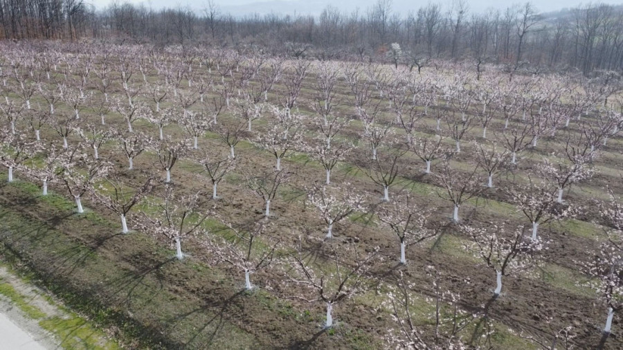 Velike vrućine i velike muke: Nije isto bilo raditi leti pre 20 godina i sada, Darko zbog klimatskih promena ima sve manje prinosa