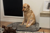 Pogled koji govori: "Roditeljstvo je užasno!" Labrador koji nije srećan što čuva štence nasmejao internet (VIDEO)