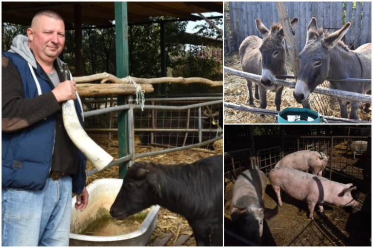 Svetska, a farma u Feketiću! Iznenadićete se od kog mleka prave mocarelu (FOTO)