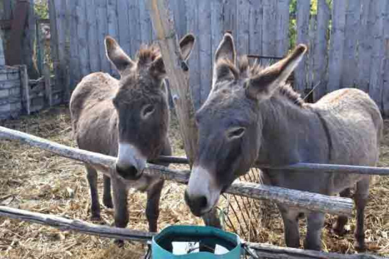 Danas je Sveti apostol Jakov: Prvi episkop jerusalimski, brat Gospodnji!