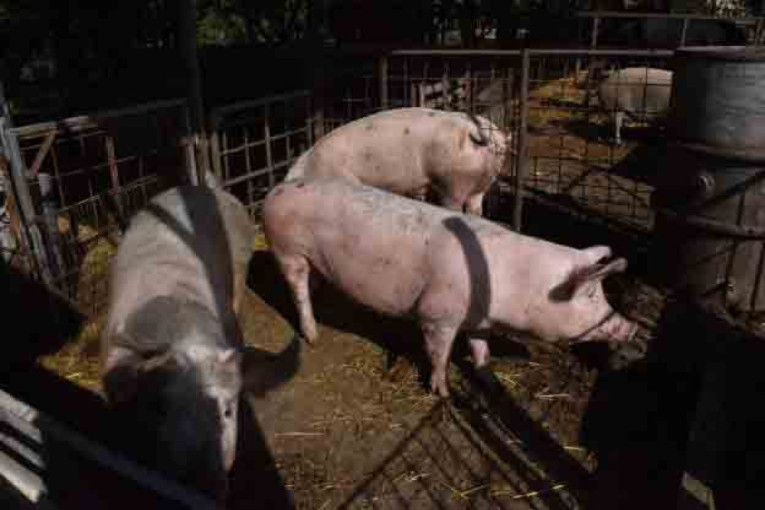 Svetska, a farma u Feketiću! Iznenadićete se od kog mleka prave mocarelu (FOTO)