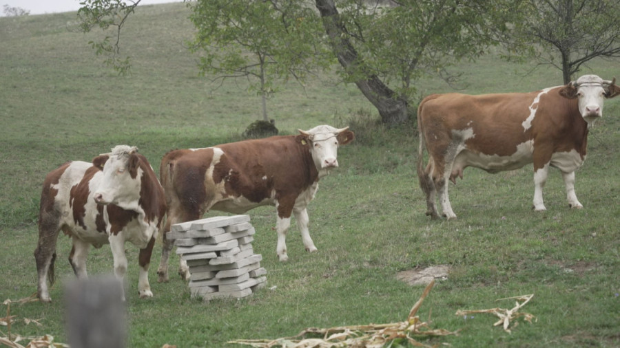 Mnogi beže sa sela, ali ne i Svetlana: Kad je postalo teško, bacila se u proizvodnju, evo šta pravi na svom imanju! (FOTO)