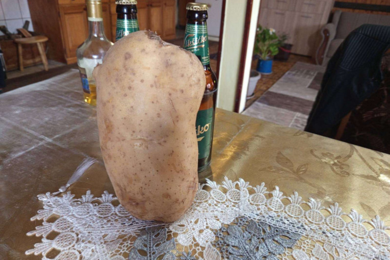 "Nisam verovao svojim očima" Zoran iz Kućana izvadio krompir težak skoro dva kilograma!