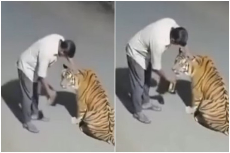 Pijani čovek pokušao da mazi bengalskog tigra, mislio da je domaća maca (VIDEO)