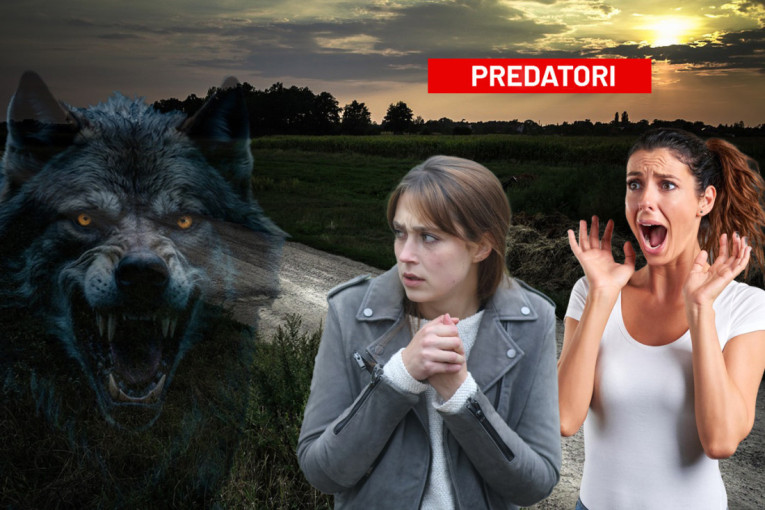 Divlje životinje šetaju ovim srpskim gradom! Meštani u strahu - vrebaju noću! (FOTO/VIDEO)