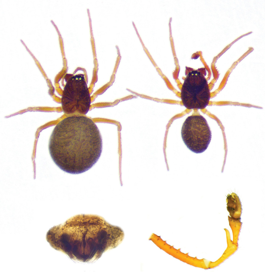 Zastrašujuće i zadivljujuće: 111.000 paukova isplelo najveću mrežu na svetu! (VIDEO)